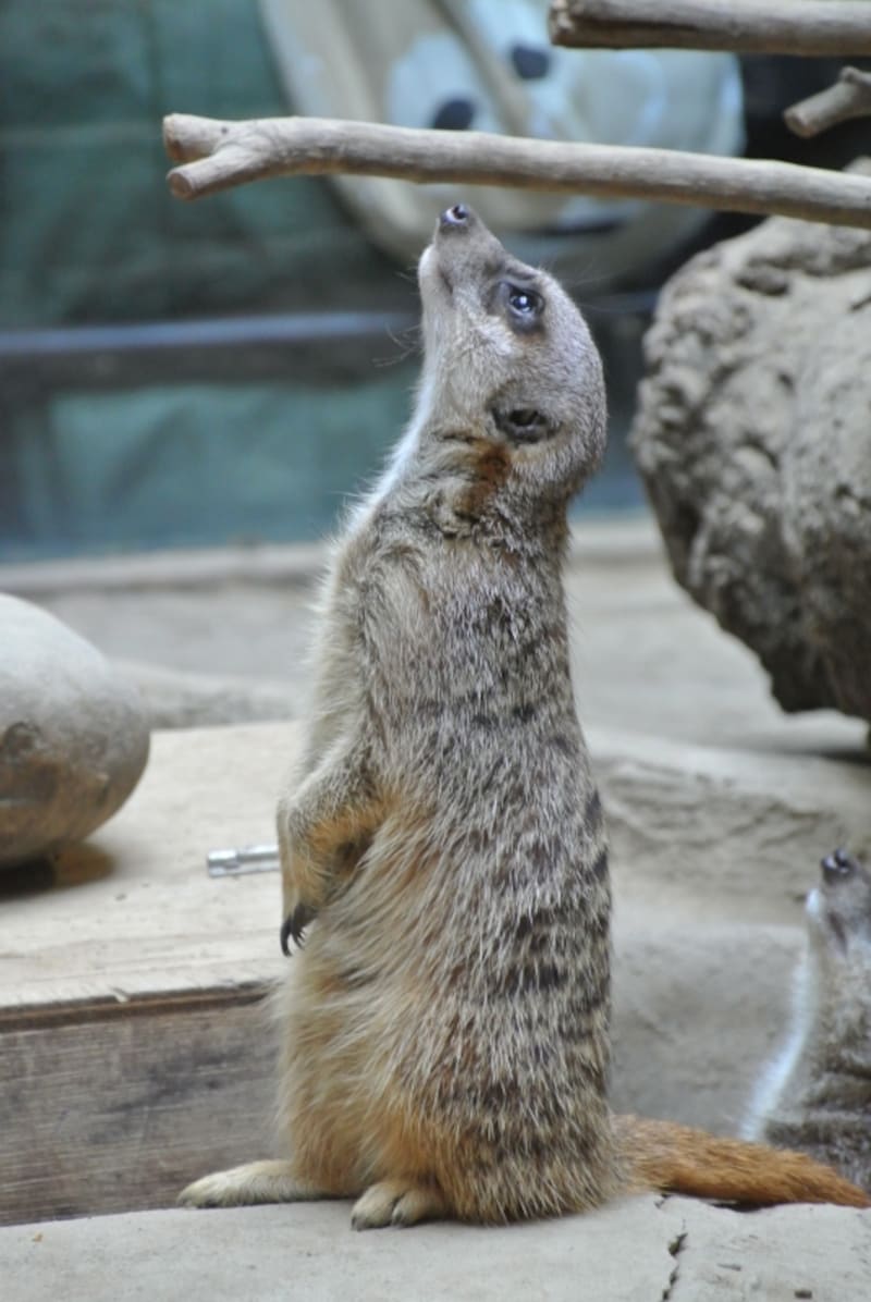 ニコン　Nikon 1 V1　実写画像