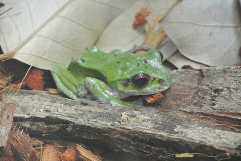 ニコン　Nikon 1 V1　実写画像