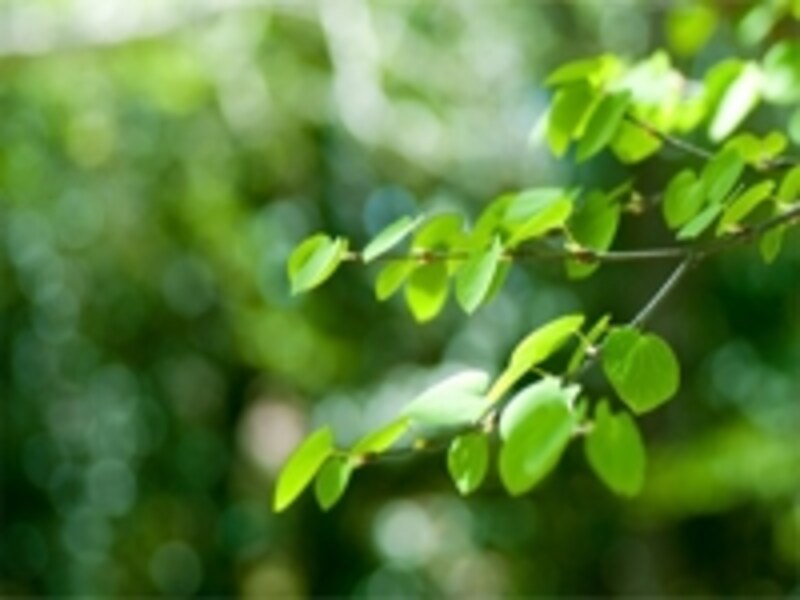 木々の緑