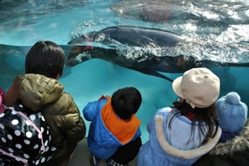 なかなかいいアングルに来てくれないアザラシもスマートフォトセレクターでベストな位置に