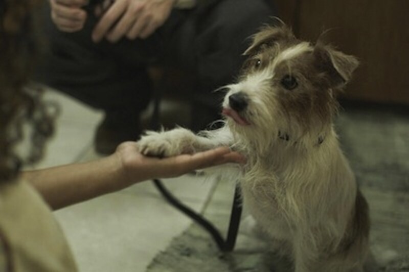 人生はビギナーズ