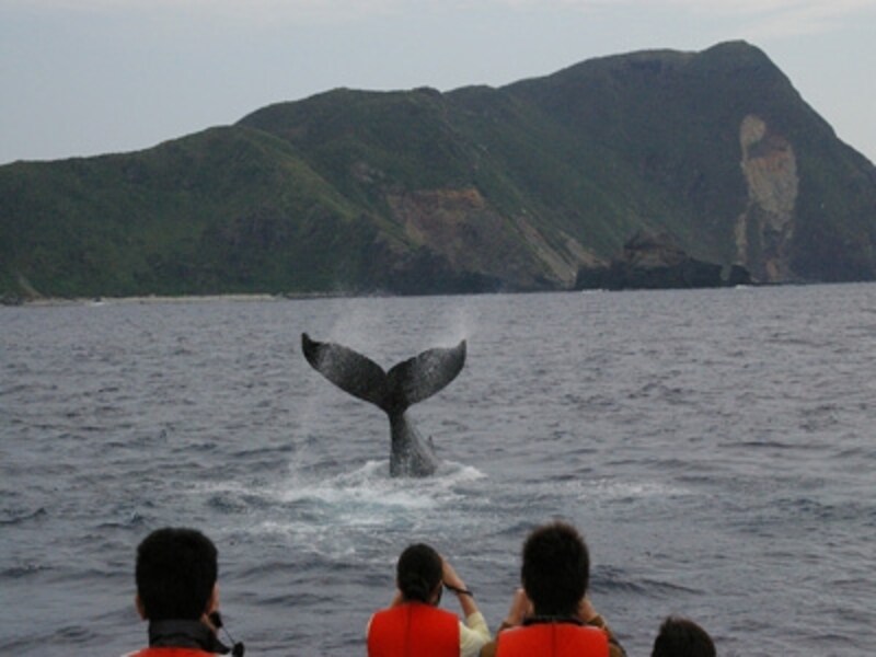 テイルスラップ