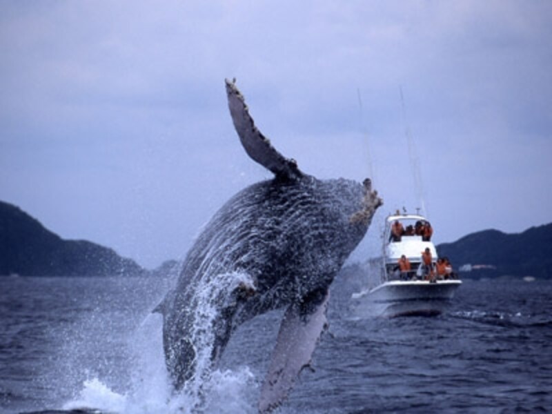 ペックスラップ