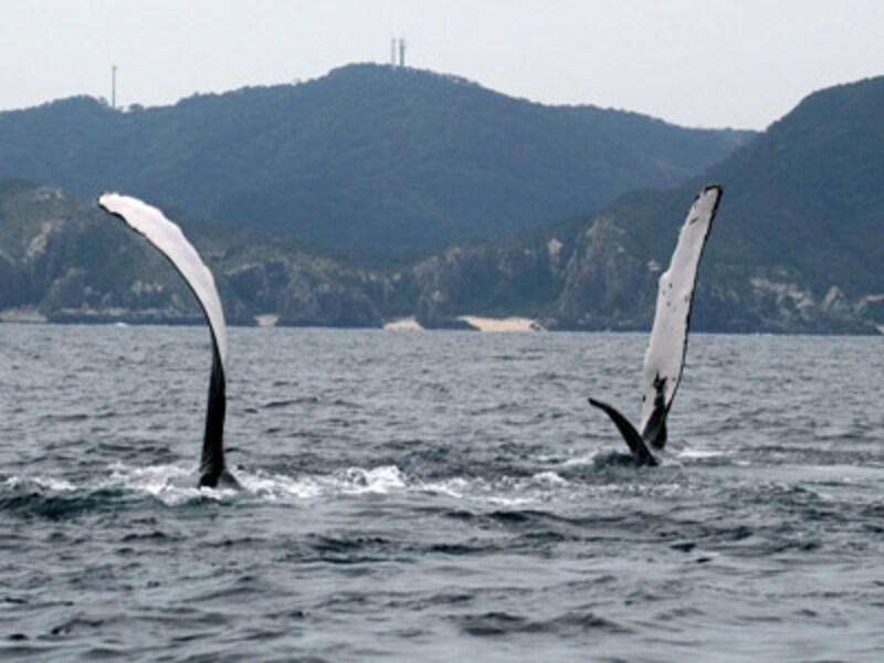 ペックスラップ