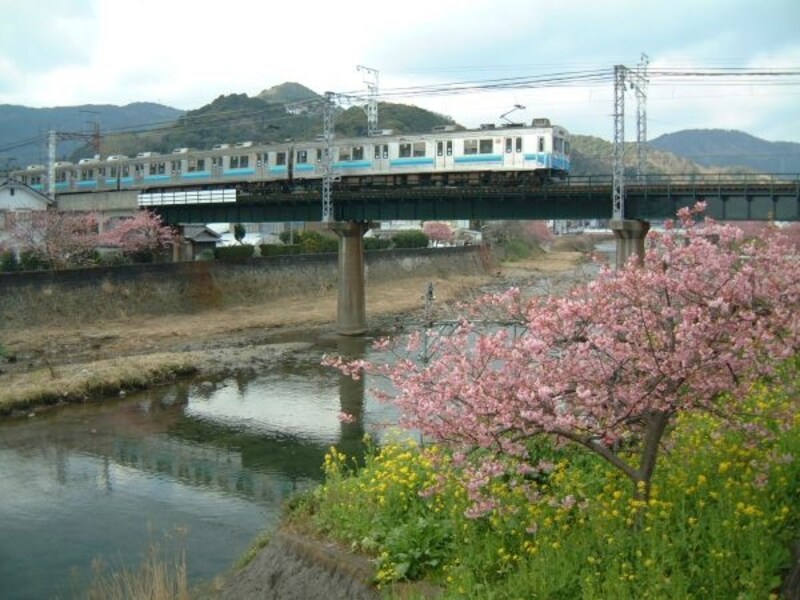 河津桜へのアクセスに便利な伊豆急行