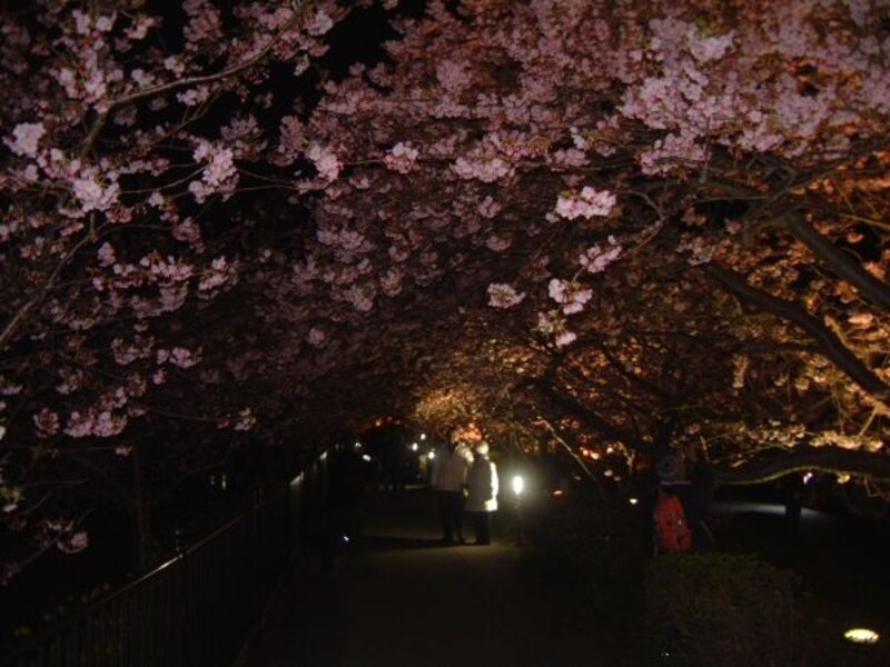 河津桜のライトアップ(1)