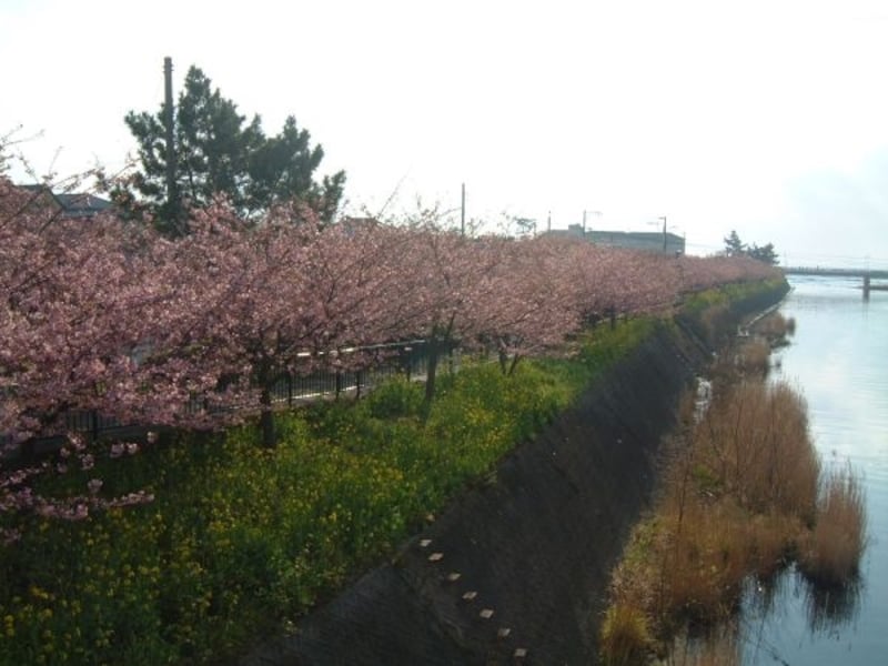 河津桜の桜並木(2)
