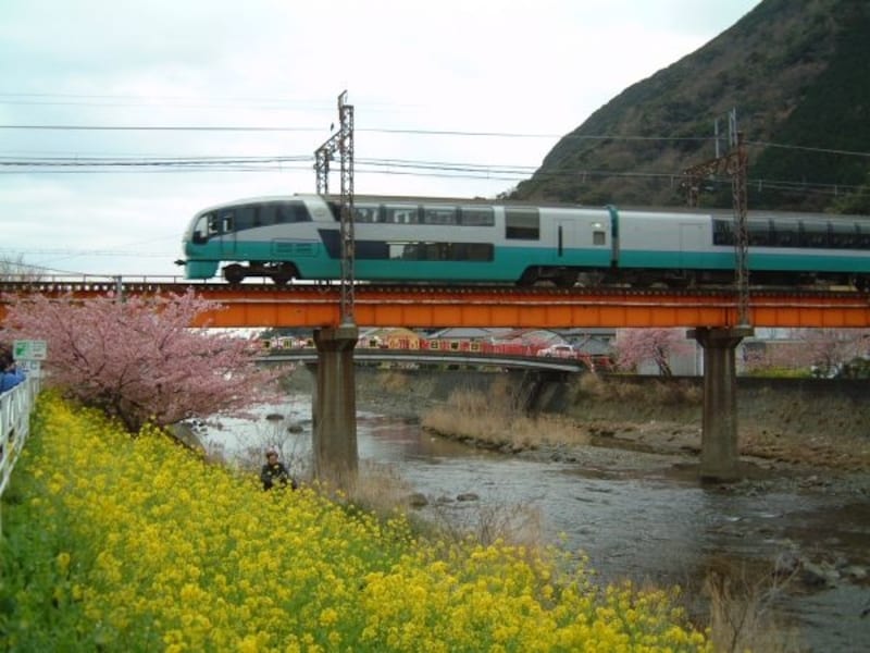 河津桜の桜並木(3)/スーパービュー踊り子号と共に