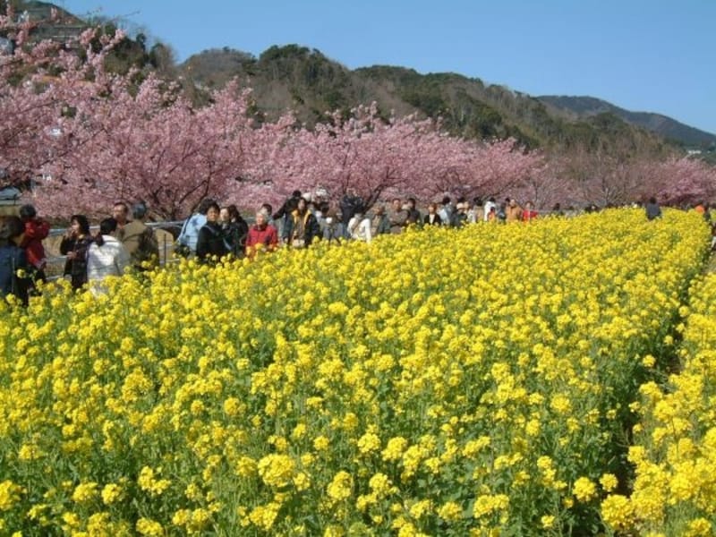 河津桜の桜並木(4)/菜の花と共に