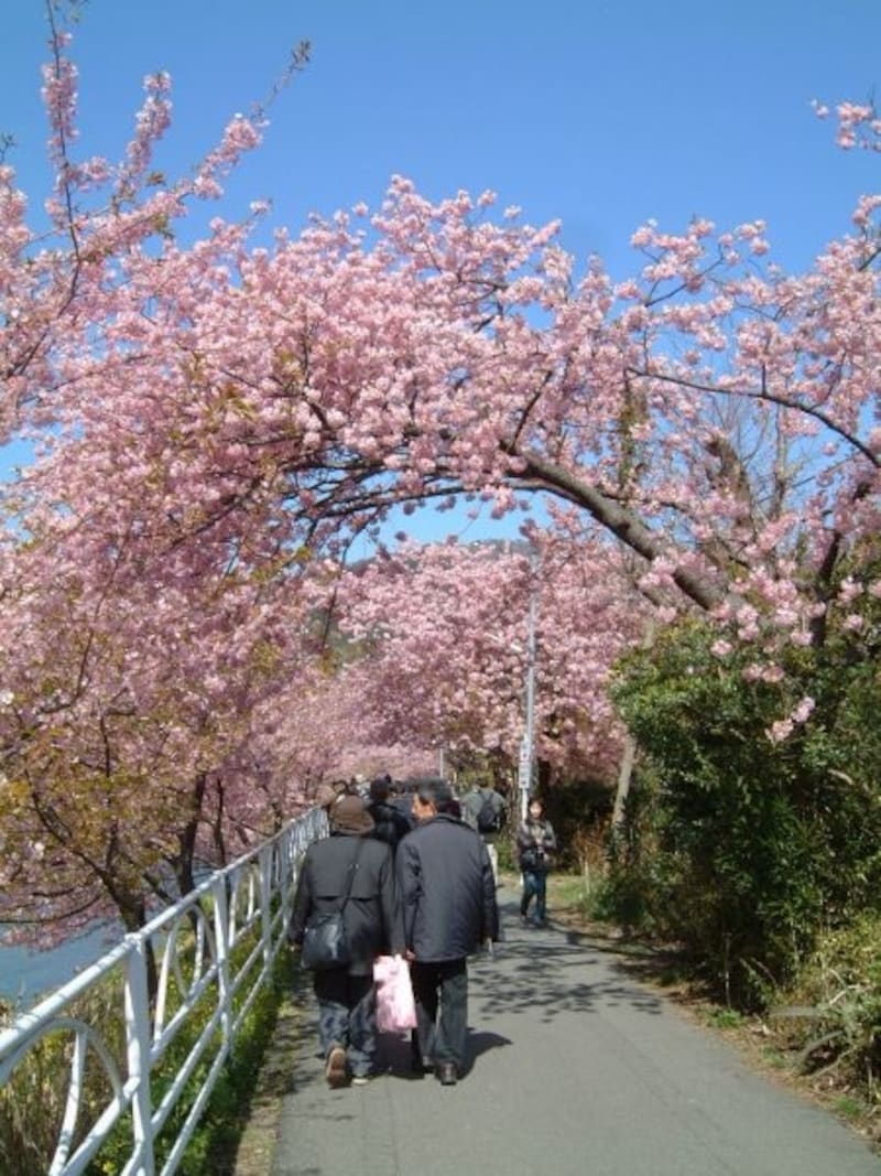 河津桜の桜並木(5)/桜のトンネル