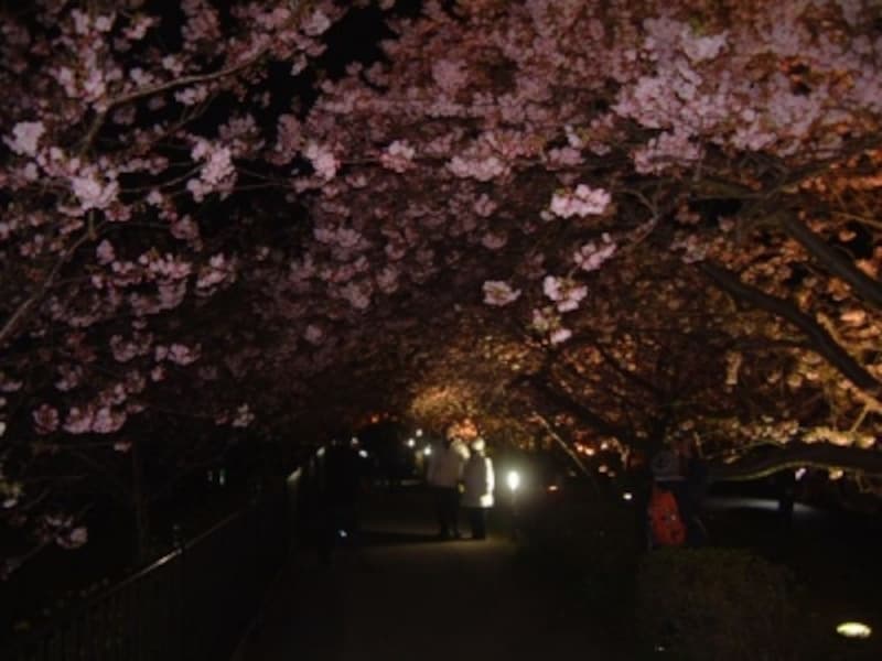 河津桜のライトアップ（1）