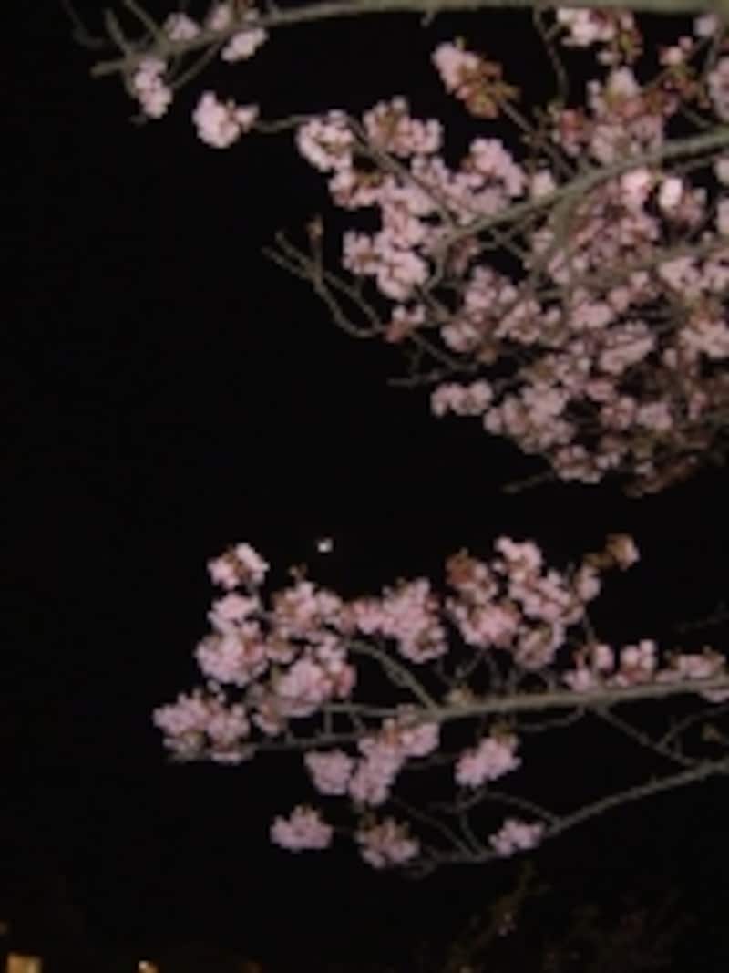 河津桜のライトアップ（2）