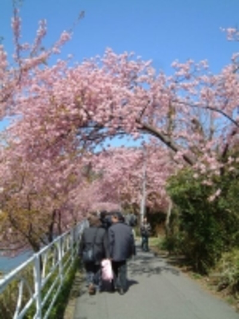 河津桜の桜並木（5）／桜のトンネル