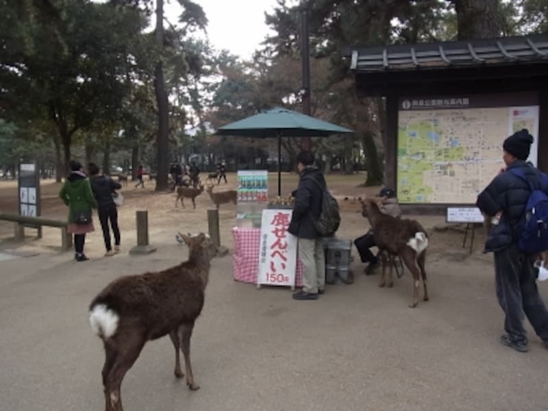 鹿せんべいに群がる鹿
