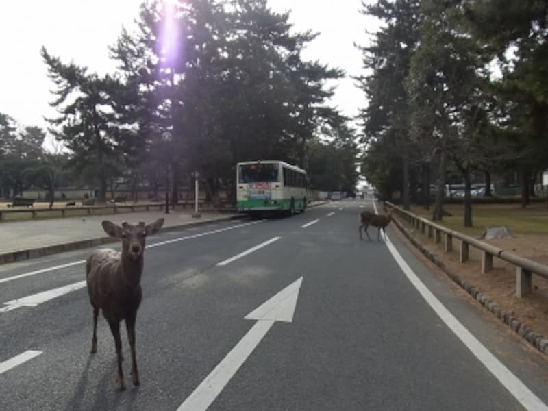 道路を堂々と歩く鹿