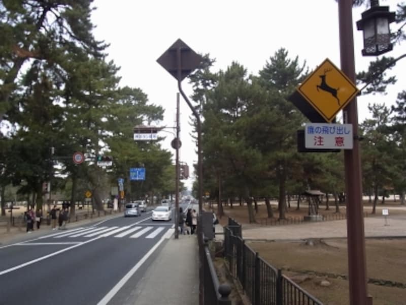 鹿飛び出し注意