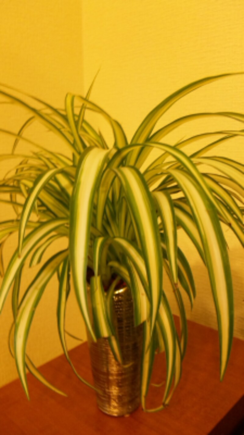 お気に入りの観葉植物 オリヅルラン ガーデニング 園芸 All About