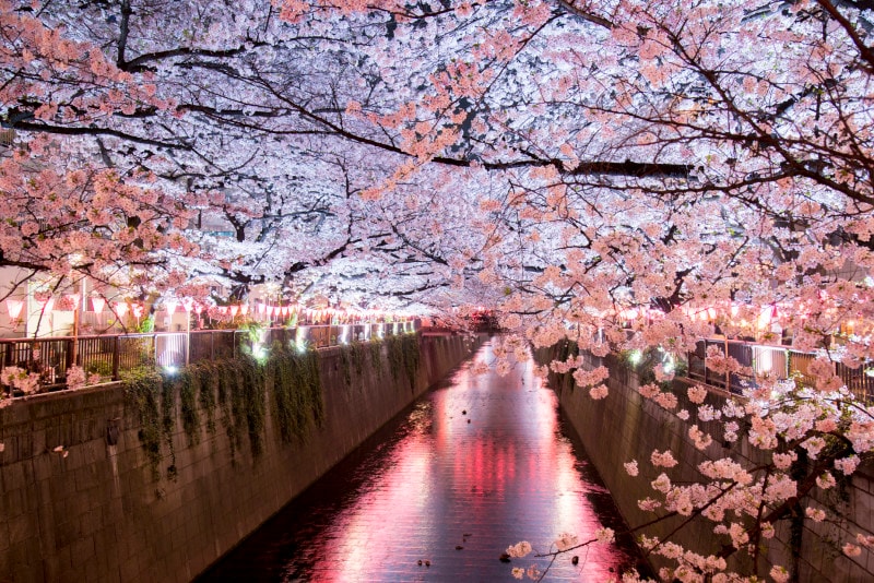 目黒川の夜の表情