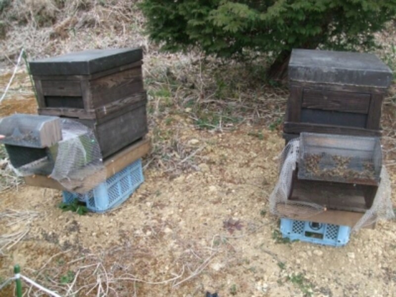 敷地内に設置された蜜蜂の巣箱