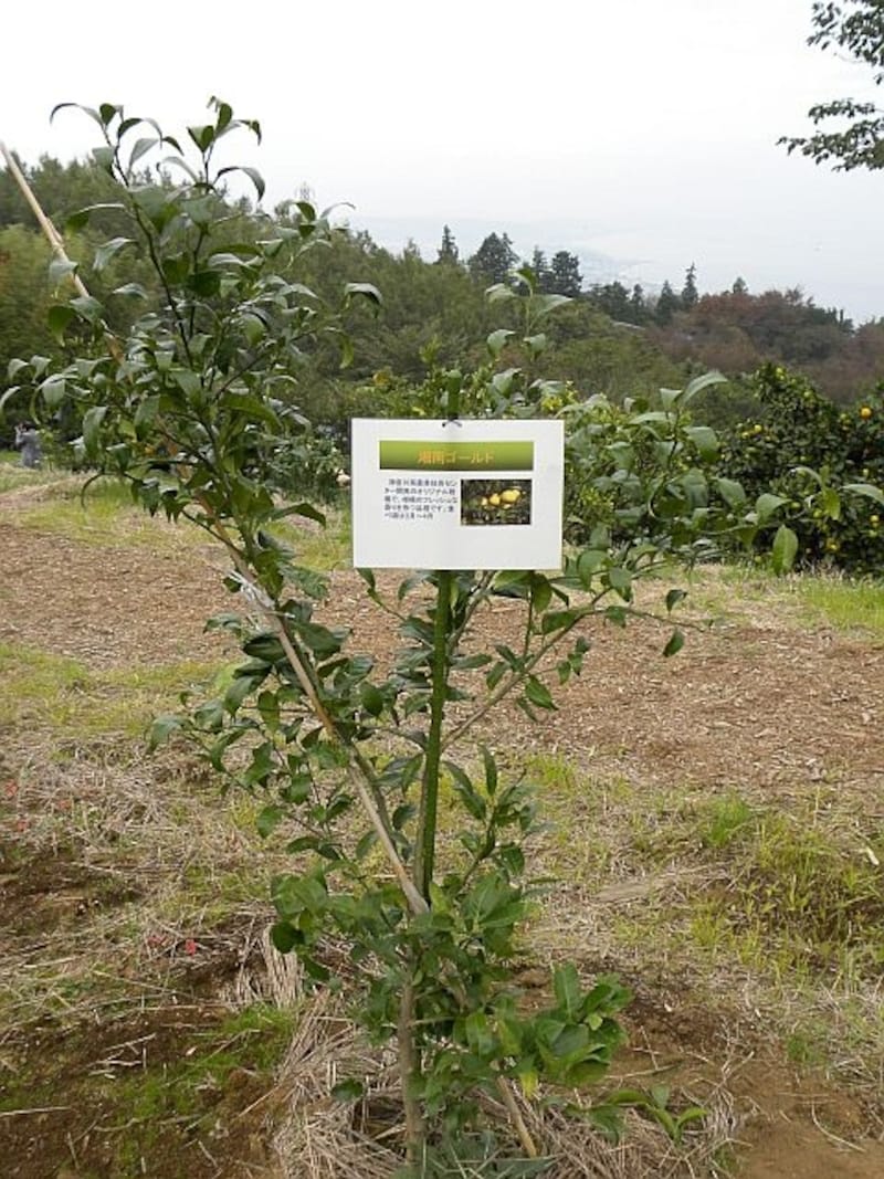 畑に植えられた「湘南ゴールド」の木も、順調に成長