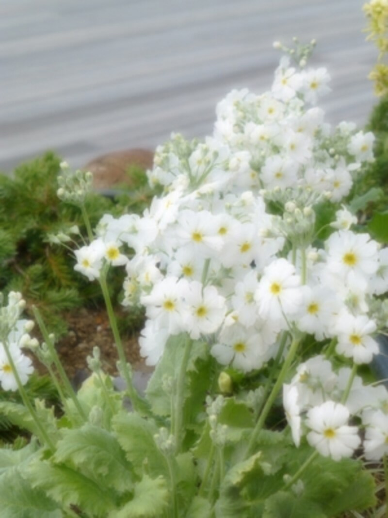 DMC-TZ30 実写画像20