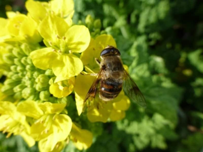 DMC-TZ30 実写画像02