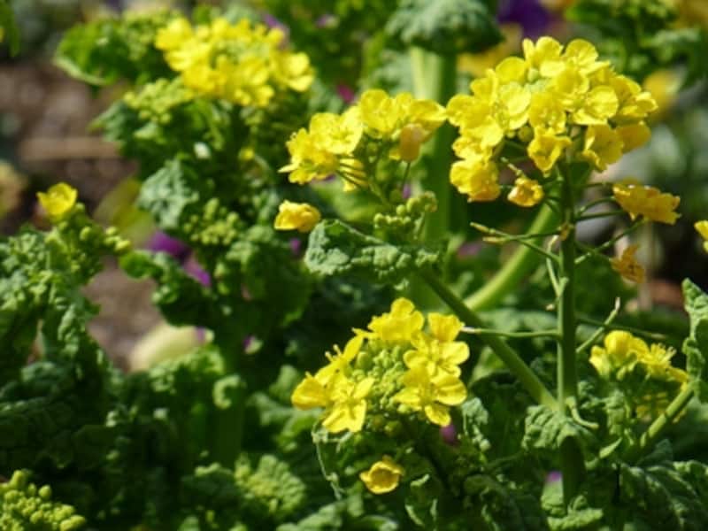 DMC-TZ30 実写画像03