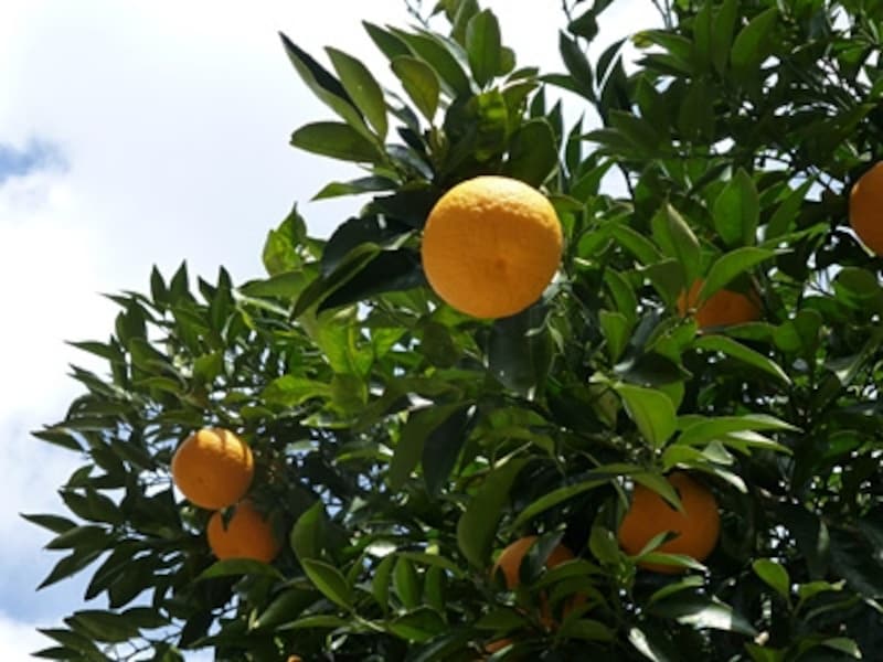 DMC-TZ30 実写画像04