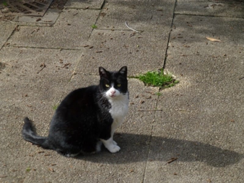 DMC-TZ30 実写画像06