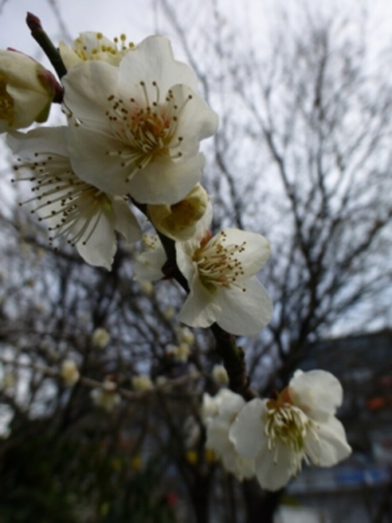 DMC-TZ30 実写画像07