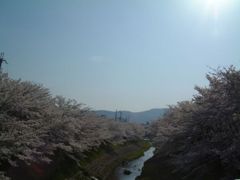 佐保川の桜並木（1）