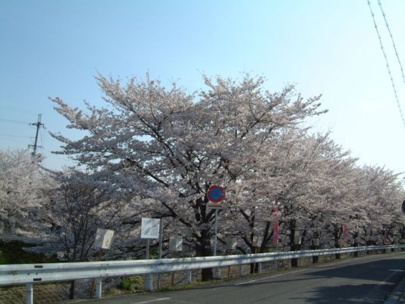 佐保川の桜並木(2)