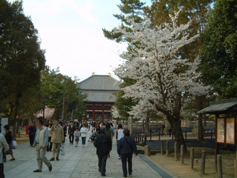 東大寺（1）／大仏殿・中門と桜