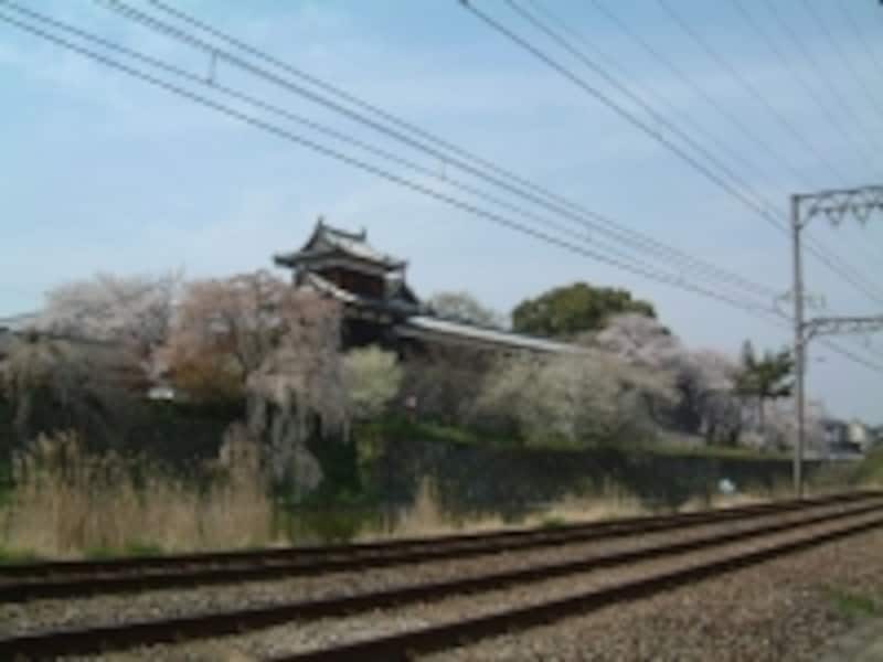 郡山城跡の桜（2）／東隅櫓と多聞櫓
