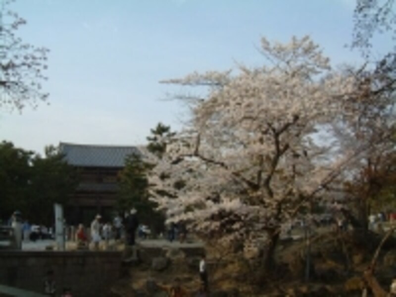 東大寺（2）／南大門と桜