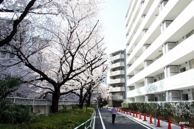 桜並木に面した「桜プレイス」