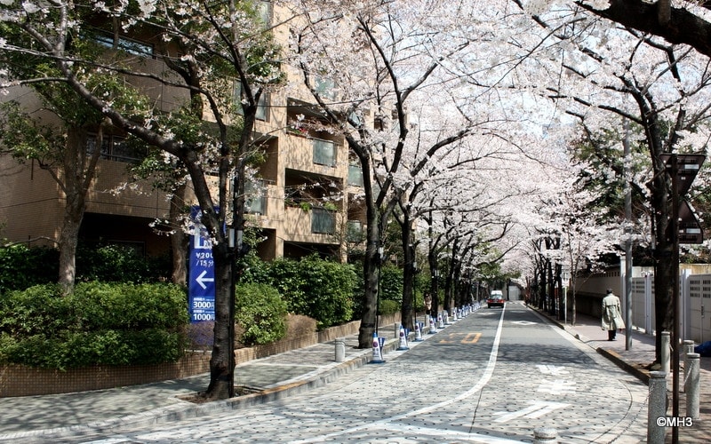 桜並木
