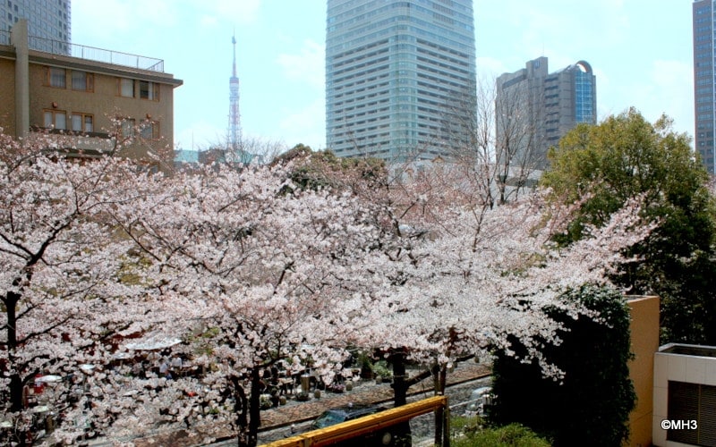 バルコニー越しに桜並木を望む