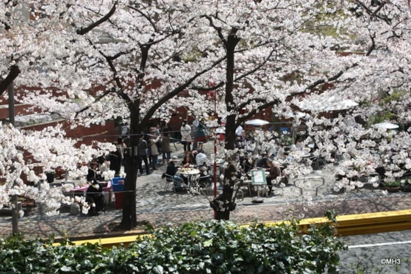バルコニー越しに桜並木を望む