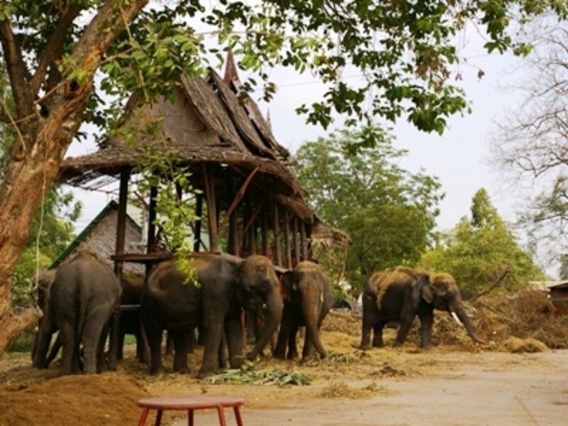 象undefinedエレファントヴィレッジ