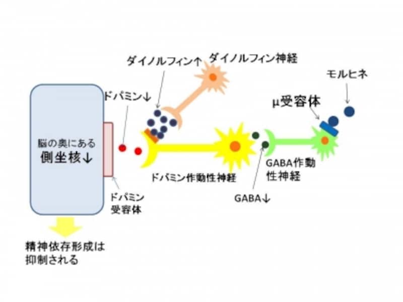モルヒネ、ダイノルフィン、ドパミン、脳内報酬系、依存症
