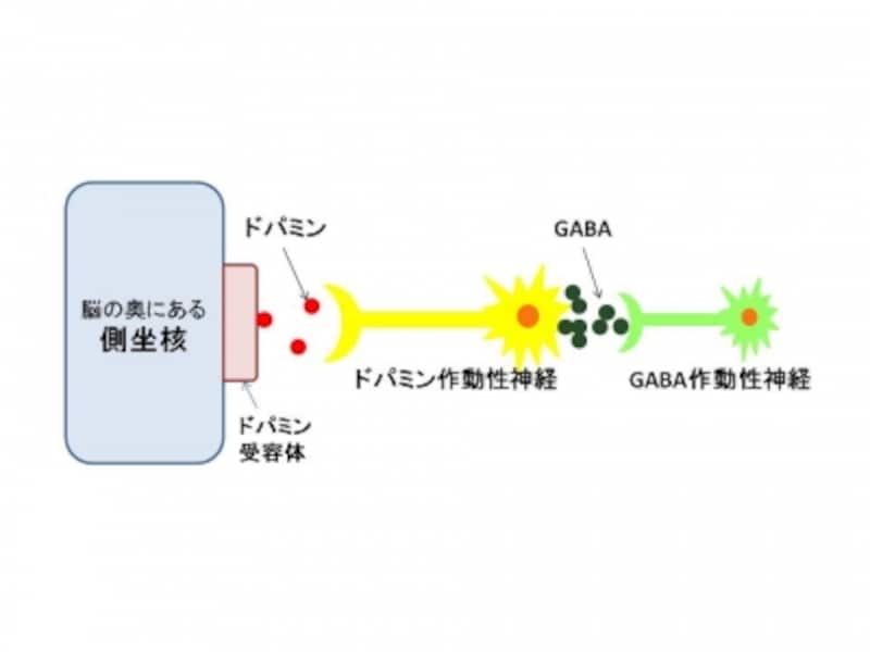 麻薬、中毒、依存症、ドパミン,GABA