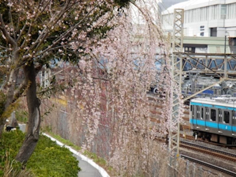 iAUTOundefinedF5.9&nbsp;1/320秒&nbsp;ISO250undefined52.5mm（300mm相当）「上野駅・鶯谷駅間のしだれ桜」undefined曇天だったので、ライブガイドを使用して色の鮮やかさをアップ