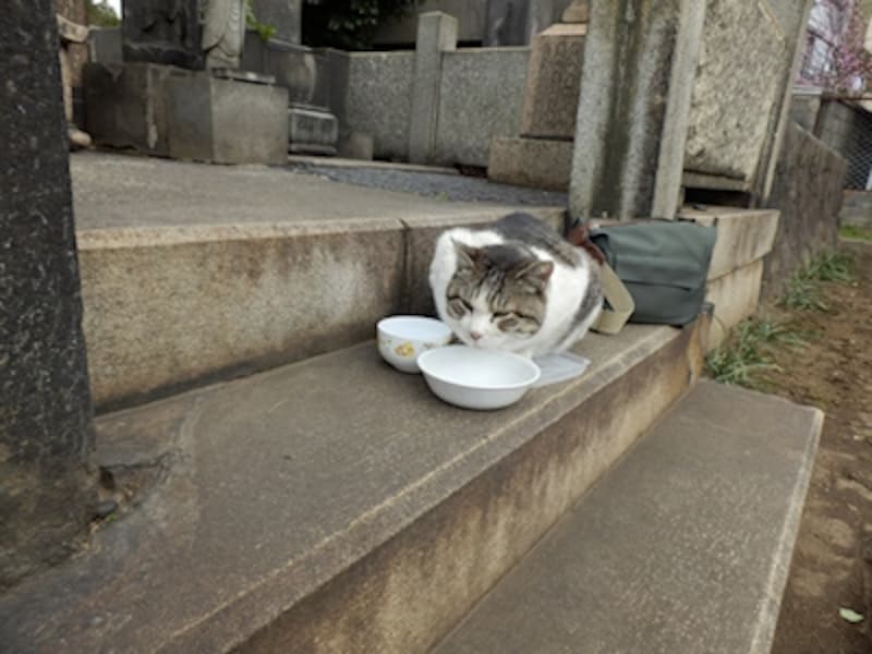 iAUTOundefinedF3&nbsp;1/400秒&nbsp;ISO80undefined4.2mm（24mm相当）「谷中墓地の猫」undefinedローアングル撮影でも広視野角で明るい3.0型液晶タッチパネルのおかげで、撮影も楽々