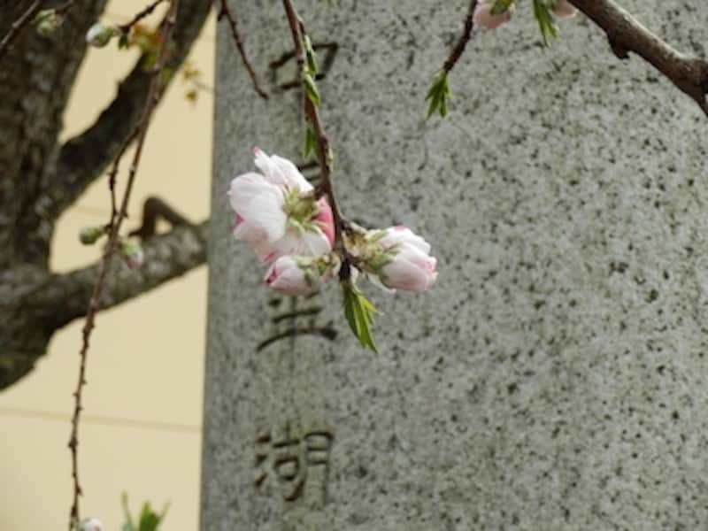 マクロモードundefinedF5.7&nbsp;1/125秒&nbsp;ISO160undefined21.9mm（125mm相当）「五条天神社の桜」undefinedマクロモードでは広角端で10cm、望遠端でも90cmまで寄ることができる