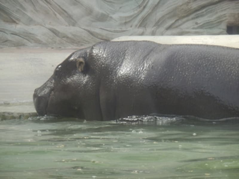 iAUTOundefinedF5.9&nbsp;1/250秒&nbsp;ISO160undefined47.3mm（270mm相当）「コビトカバの行水」undefinedアクリルガラス越しでの撮影。24-300mmの12倍ズームはあらゆるレジャーで活用できそう