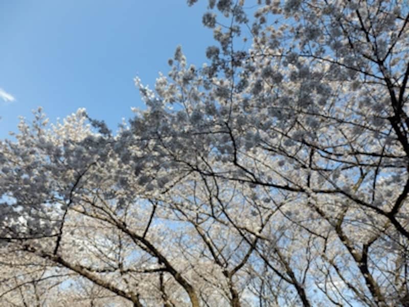 iAUTOundefinedF3&nbsp;1/500秒&nbsp;ISO80undefined4.2mm（24mm相当）「新宿御苑沿いのソメイヨシノ」undefinedズーム比をチェック&nbsp;24mm相当