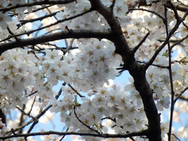 iAUTOundefinedF5.9&nbsp;1/320秒&nbsp;ISO320undefined52.5mm（300mm相当）undefined望遠端の300mm相当