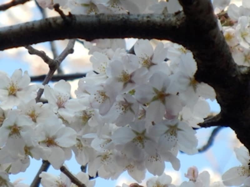 600mm相当（超解像ズーム）undefined画質劣化のほとんどない超解像ズームで約600mm相当