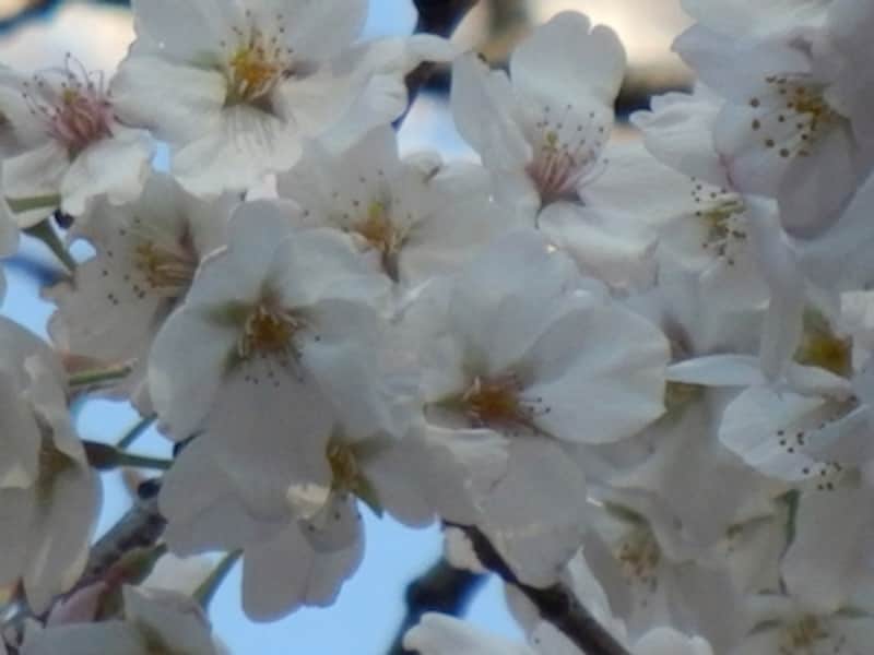 1200mm相当（デジタルズームオン）undefinedメニュー設定でデジタルズームをオンにすると1200mm相当までの望遠撮影が可能だ